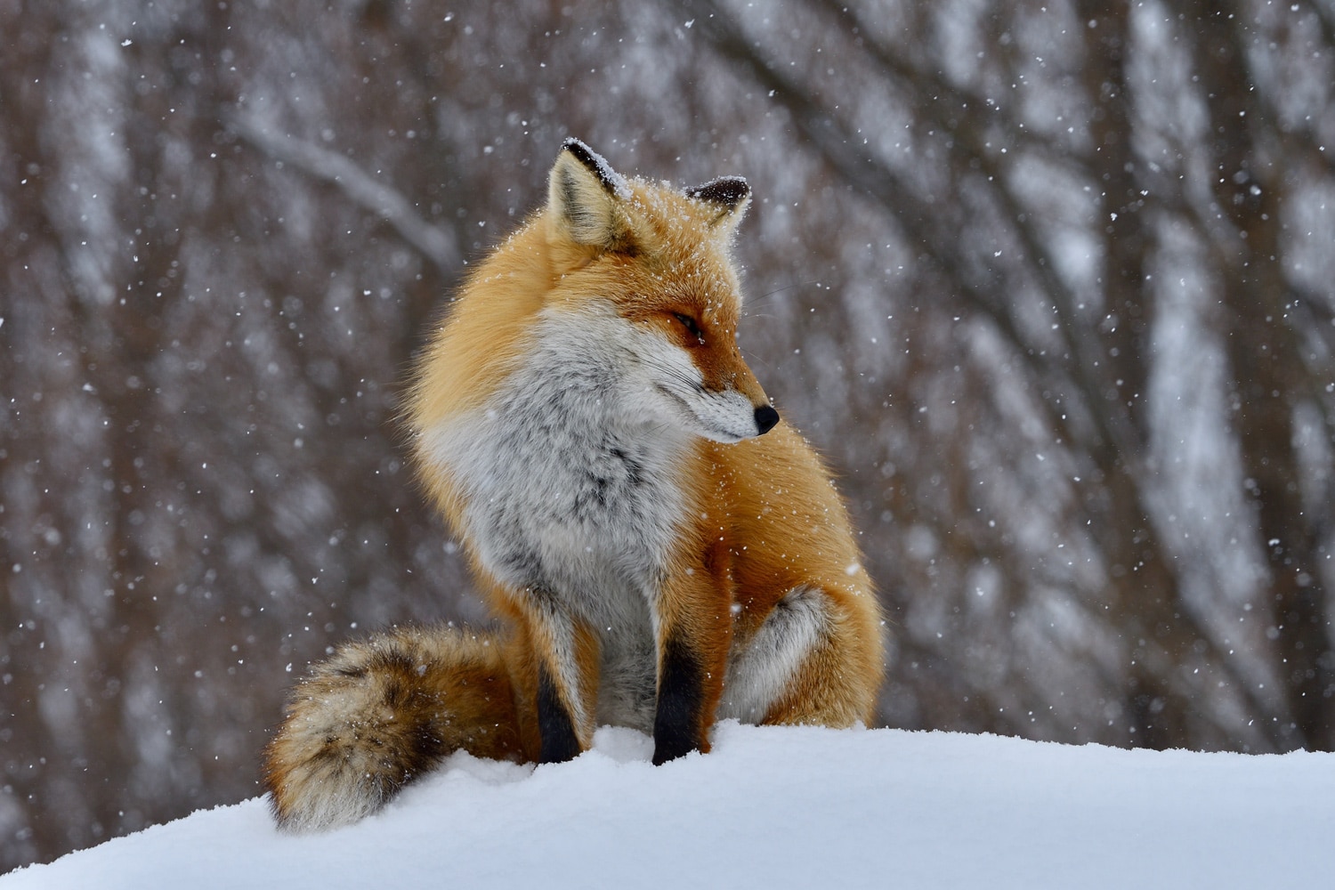 Fox - Réalisation d'un BrandBook - Atelier Asap
